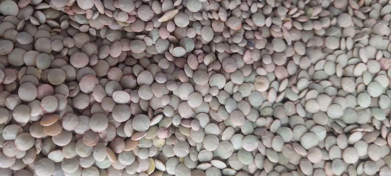 عدس درشت بسته بندی شده 900 گرمی
