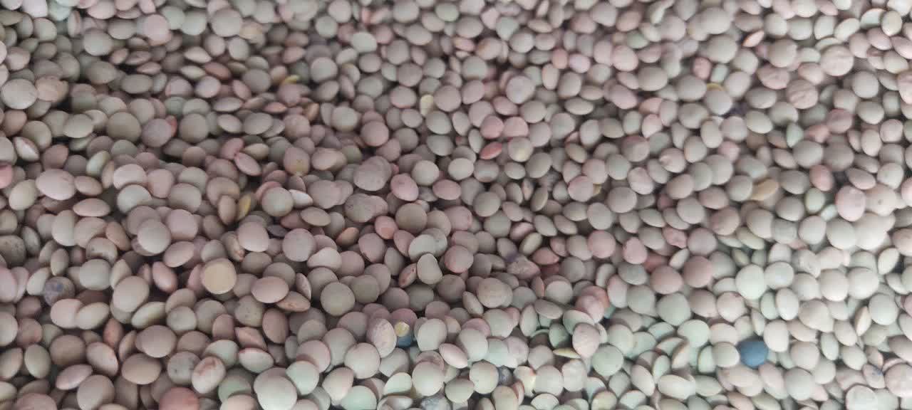 عدس ریز بومی بسته بندی شده 900 گرمی