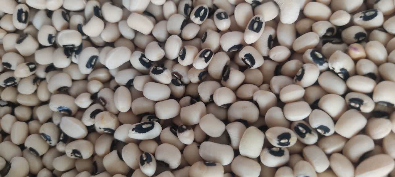 لوبیا چشم بلبلی بسته بندی شده 900 گرمی
