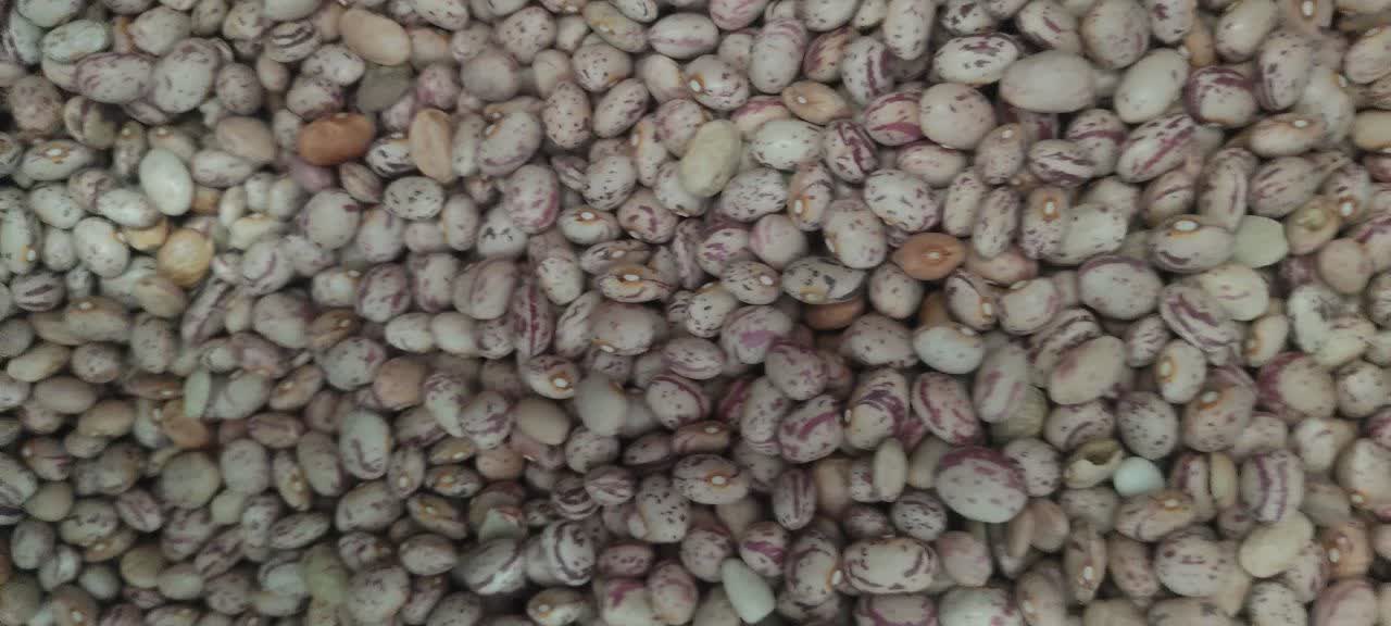 لوبیا چیتی بسته بندی شده 900 گرمی